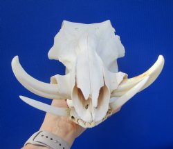 Grade B Warthog Skull, Damaged, 12.25 inches, 5.75" Tusks - Buy this for $99.99