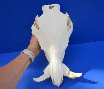 Grade B Warthog Skull, Damaged, 12.25 inches, 5.75" Tusks - Buy this for $99.99