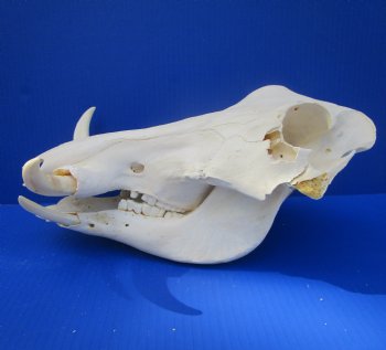 Grade B Warthog Skull, Damaged, 12.25 inches, 5.75" Tusks - Buy this for $99.99