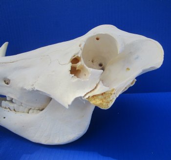 Grade B Warthog Skull, Damaged, 12.25 inches, 5.75" Tusks - Buy this for $99.99