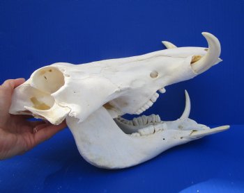 Grade B Warthog Skull, Damaged, 12.25 inches, 5.75" Tusks - Buy this for $99.99