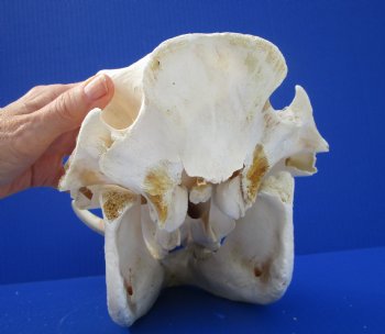 Grade B Warthog Skull, Damaged, 12.25 inches, 5.75" Tusks - Buy this for $99.99