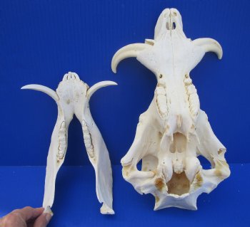 Grade B Warthog Skull, Damaged, 12.25 inches, 5.75" Tusks - Buy this for $99.99