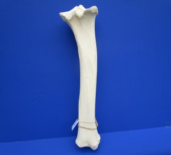 22.75 inches Authentic African Giraffe Tibia Leg Bone for $99.99