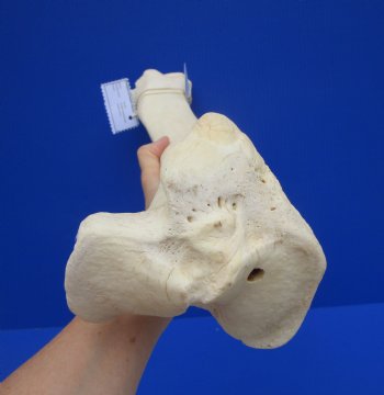22.75 inches Authentic African Giraffe Tibia Leg Bone for $99.99
