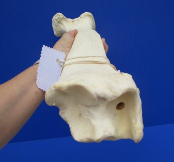 22.75 inches Authentic African Giraffe Tibia Leg Bone for $99.99
