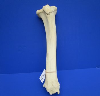 23 inches Authentic African Giraffe Tibia Leg Bone for $99.99