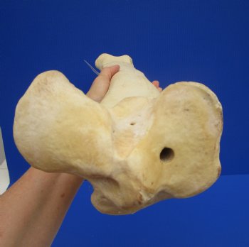 23 inches Authentic African Giraffe Tibia Leg Bone for $99.99