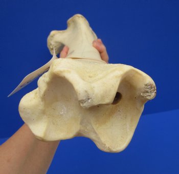 23 inches Authentic African Giraffe Tibia Leg Bone for $99.99