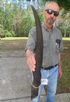 23 inches Cow Eland Horn for Crafts - you are buying the horn pictured for $27.99
