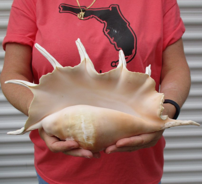 14 inch Giant Spider Conch for Sale with long points