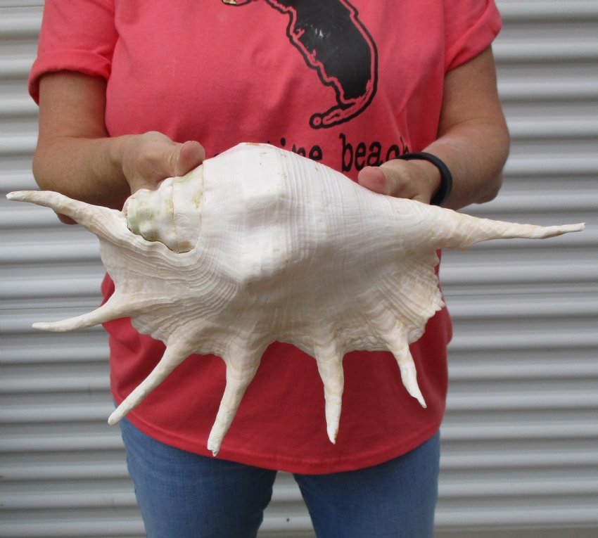 14 inch Giant Spider Conch for Sale with long points
