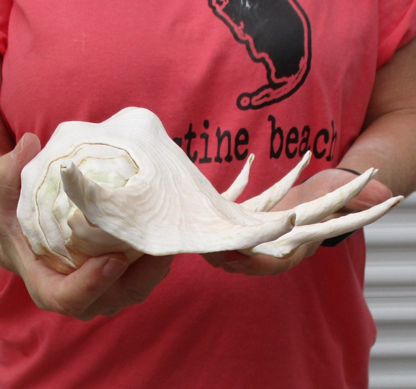 14 inch Giant Spider Conch for Sale with long points