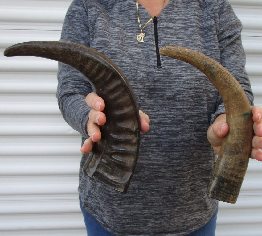 2 Semi Polished Buffalo Horn for Sale 13 and 141/2 inches