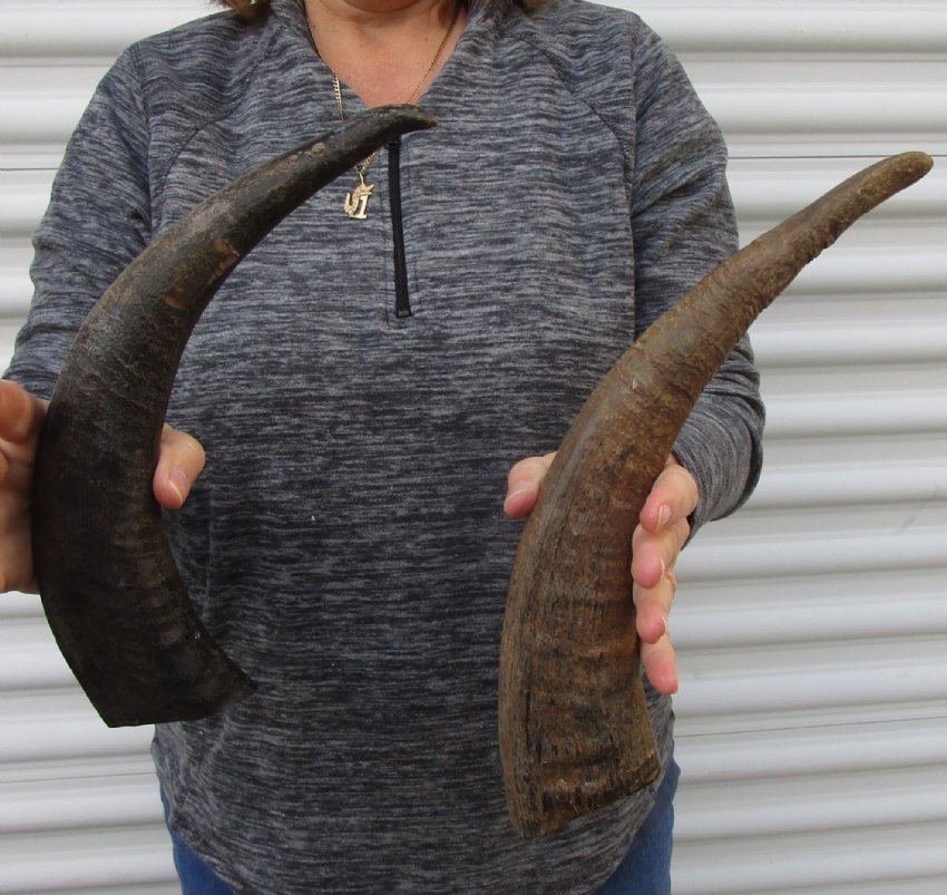 2 Semi Polished Buffalo Horn for Sale 141/2 and 151/2 inches