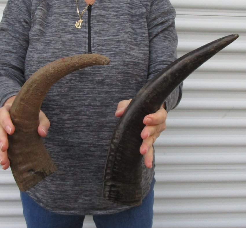 2 Semi Polished Buffalo Horn for Sale 141/2 and 15 inches