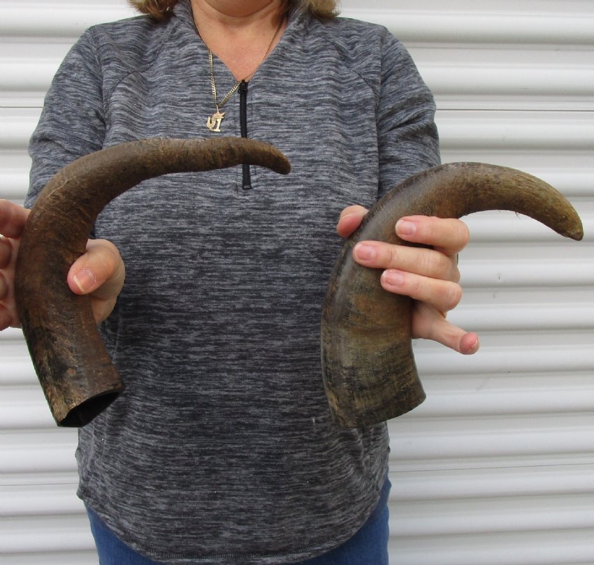 2 Semi Polished Buffalo Horn for Sale 151/2 and 131/2 inches