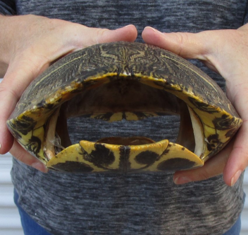 91/4 inches long Empty Turtle Shell of a Red Eared Slider Turtle