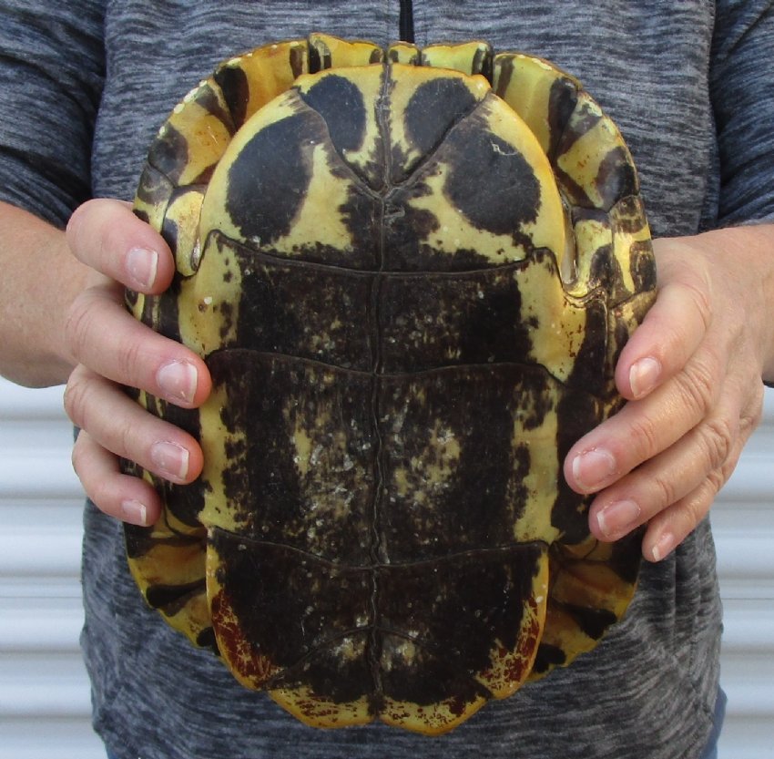 91/2 inches long Empty Turtle Shell of a Red Eared Slider Turtle