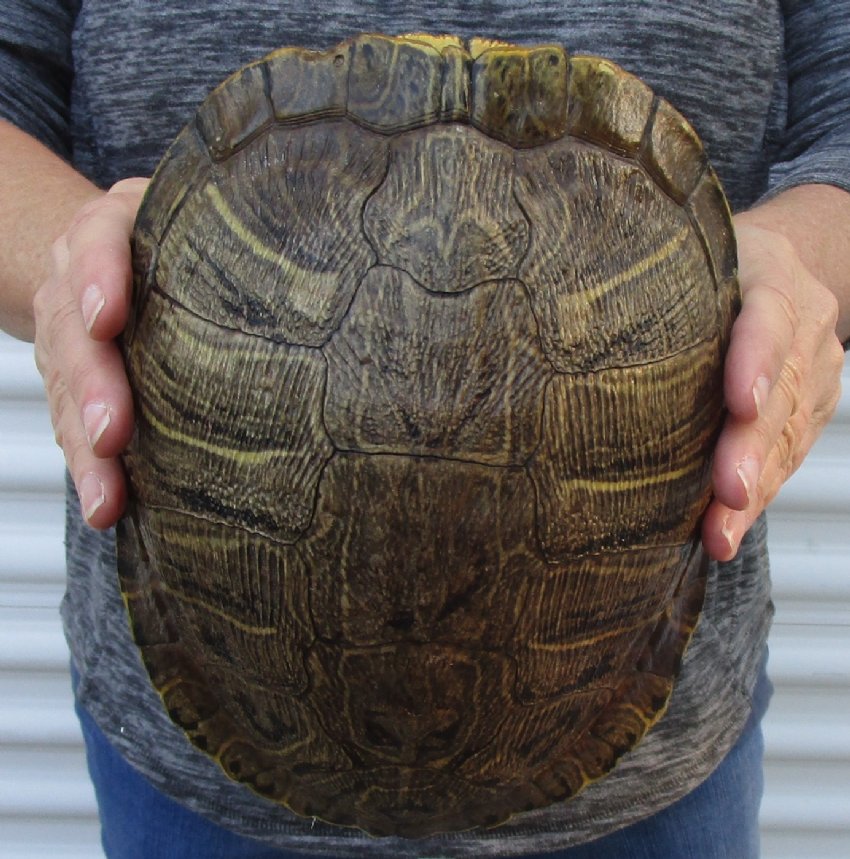 91/2 inches long Empty Turtle Shell of a Red Eared Slider Turtle