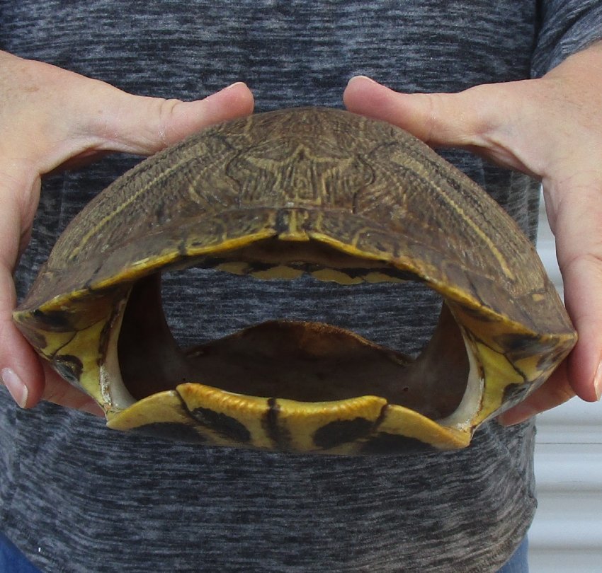 91/2 inches long Empty Turtle Shell of a Red Eared Slider Turtle