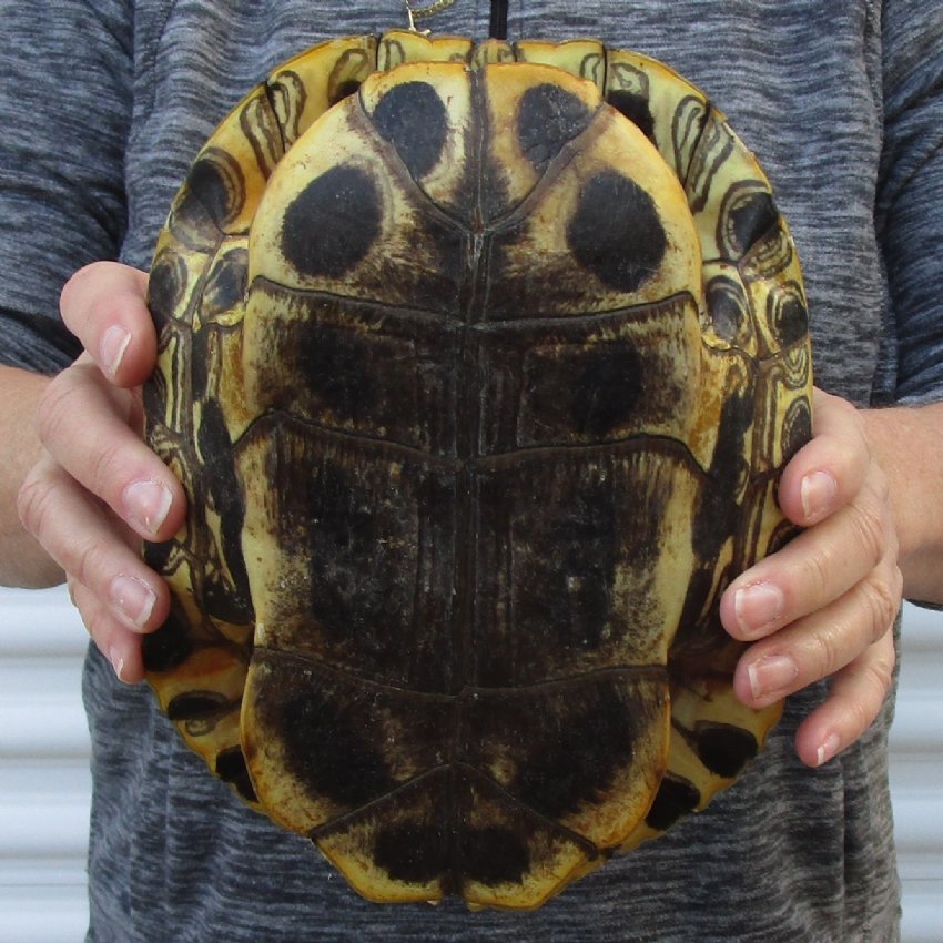 91/4 inches long Empty Turtle Shell of a Red Eared Slider Turtle