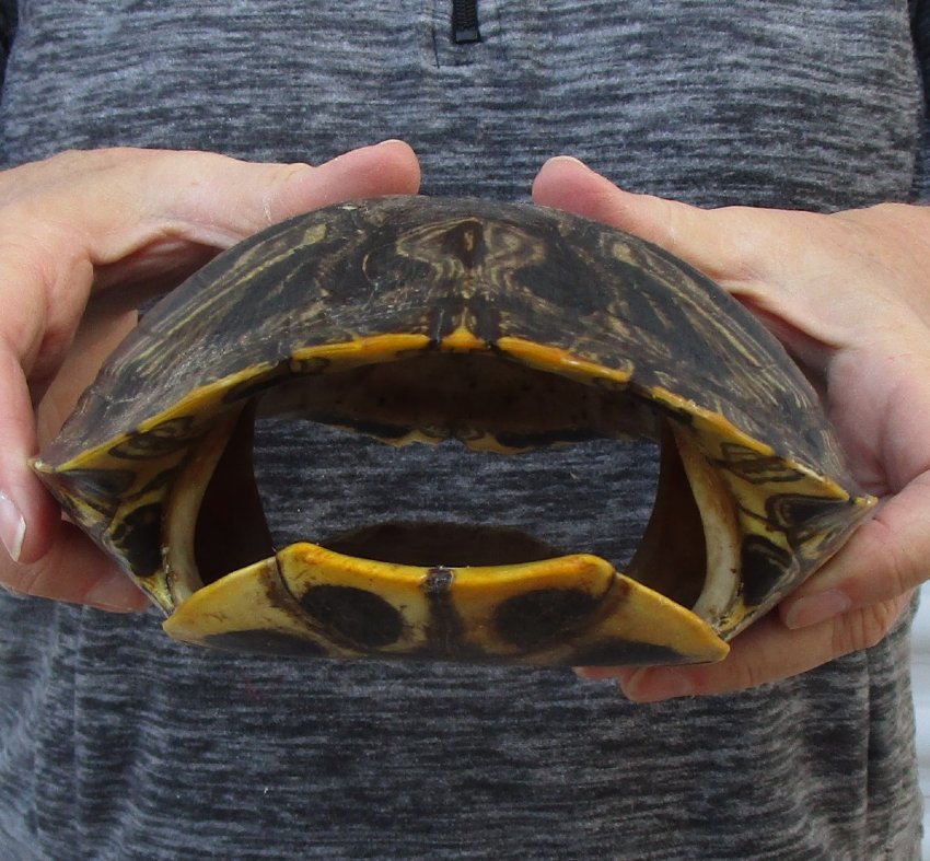 91/4 inches long Empty Turtle Shell of a Red Eared Slider Turtle