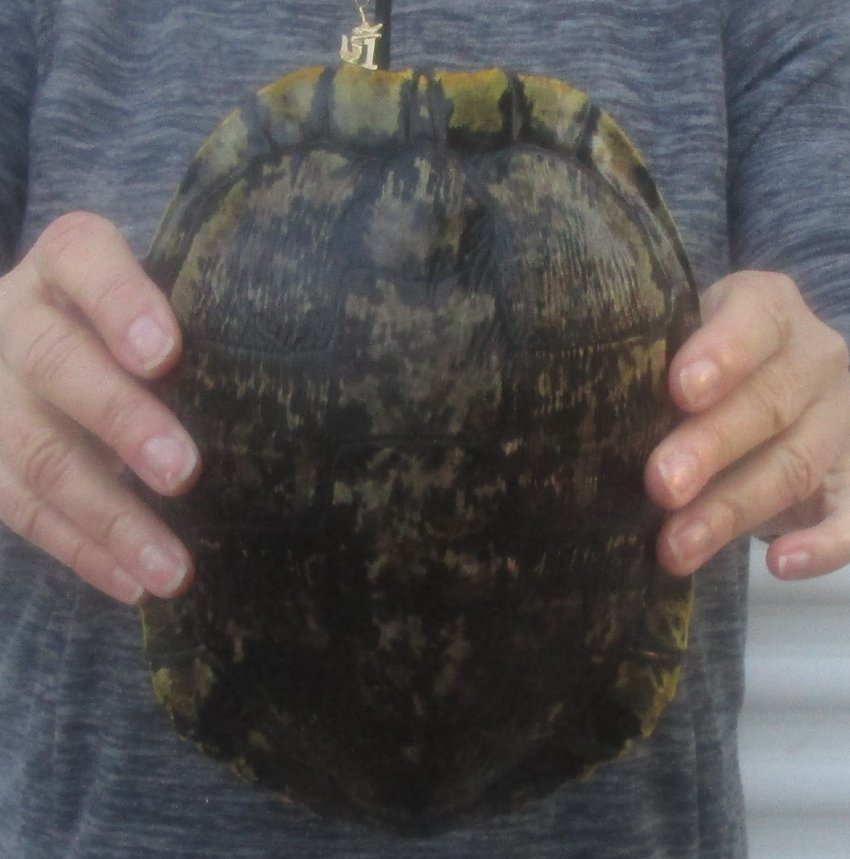81/4 inches long Empty Turtle Shell of a Red Eared Slider Turtle