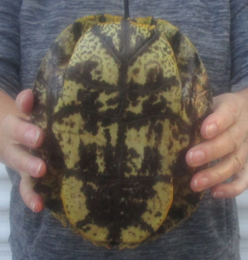 81/4 inches long Empty Turtle Shell of a Red Eared Slider Turtle