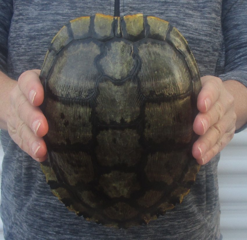 81/2 inches long Empty Turtle Shell of a Red Eared Slider Turtle