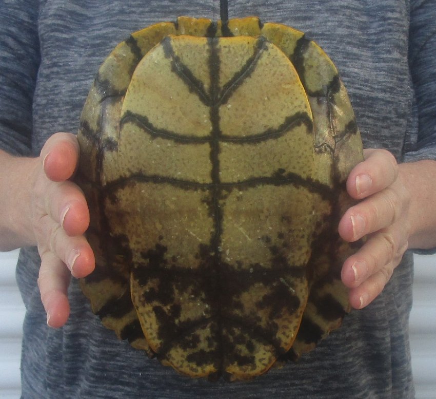 81/2 inches long Empty Turtle Shell of a Red Eared Slider Turtle