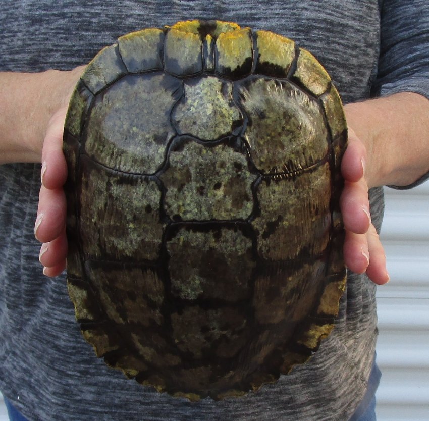 81/4 inches long Empty Turtle Shell of a Red Eared Slider Turtle