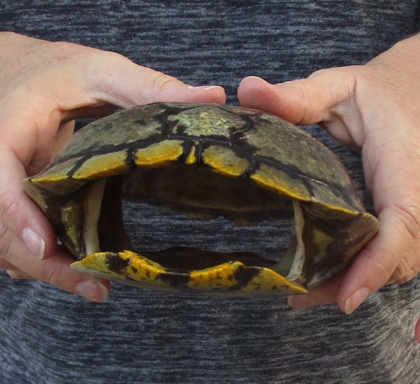 81/4 inches long Empty Turtle Shell of a Red Eared Slider Turtle