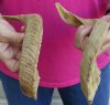 14 and 15-1/2 inch Sheep Horns for Sale, - you are buying the 2 pictured for $12.50 each