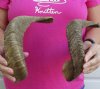 16 and 17-1/2 inch Sheep Horns for Sale, - you are buying the 2 pictured for $29.99