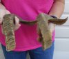17-1/2 and 17-1/2 inch Sheep Horns for Sale, - you are buying the 2 pictured for $29.99