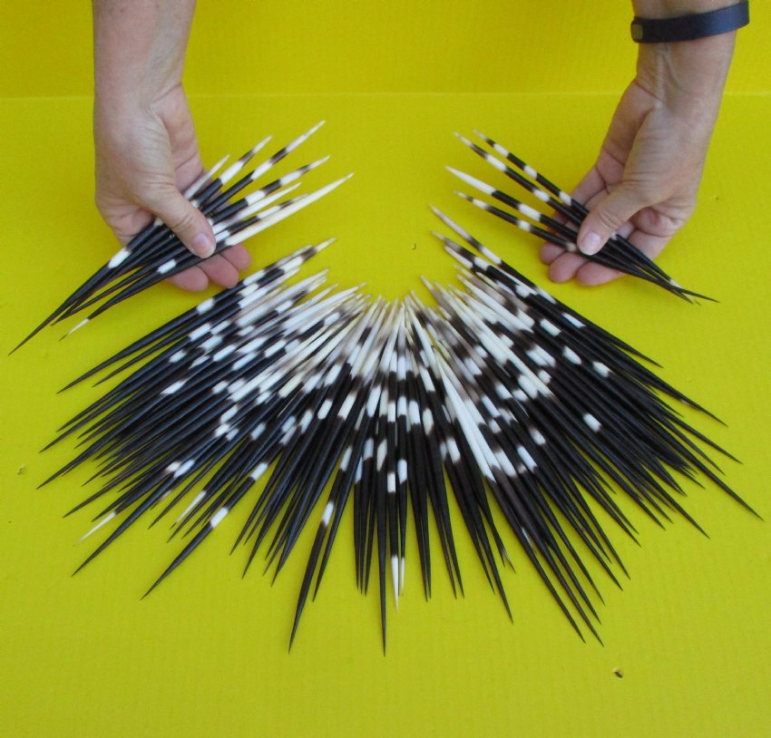 100 Thick 8 to 9 inches long African Porcupine Quills for Sale in Bulk