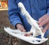 10 by 4-1/2 inches Real Florida Alligator Skull for Sale (missing several teeth) - You are buying this one for $64.99