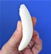 3-5/8 inches Large Genuine Florida Alligator Tooth for Sale - Buy this tooth for <font color=red> $26.99</font> Plus $5.00 1st Class Mail