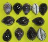 Purple Top Tiger Cowrie Shells 2-1/2 to 3-1/2 inches - 25 @. $1.30 each; 100 @ .90 each