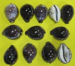 Purple Top Tiger Cowrie Shells<font color=red> Wholesale</font> 2-1/2 to 3 inches - Case of 250 @ .65 each