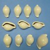 1-7/8 to 2-7/8 inches Bulk White Egg Cowrie Shells for Sale - Bag of 10 @ $1.10 each; Pack of 50 @ .86 each
