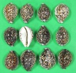 African Tiger Cowrie Shells, Cypraea tigris <font color=red> Wholesale</font>  2-1/2 to 3 inches - Bulk Case 250 @ .36 each