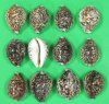 African Tiger Cowrie Shells, Cypraea tigris 2-1/2 to 3 inches - 50 @ .52 each 