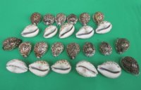 African Tiger Cowrie Shells, Cypraea Tigris, 2 inches - 100 @ .40 each