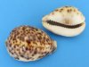 2 to 2-3/4 inches Bulk Tiger Cowrie Shells from India, Cypraea tigris - 1 Case of 300 @ .30 each; 2 or more Wholesale Cases of 300 @ .23 each