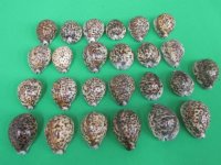 2 to 2-3/4 inches Tiger Cowrie Shells, Cypraea tigris - Case of 400 @ .225 each;  2 <font color=red>Wholesale Cases </font> @ .20 each