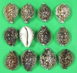 Large African Tiger Cowrie Shells 3 to 3-3/4 inches - 50 @ $.87 each