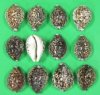 3 to 3-3/4 inches Large Tiger Cowrie Shells for Sale, Cypraea tigris, from Africa - Bag of 10 @ $1.50 each; Discount Pack of 50 @ $.82 each