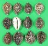 Bulk Case of 150 Large Tiger Cowrie Shells 3 to 3-3/4 inches in size - Priced .63 each; 2 or more Wholesale Cases @ .51 each